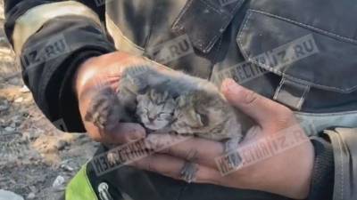 Видео: самоотверженный пожарный вытащил из огня крошечных котят в Ленобласти