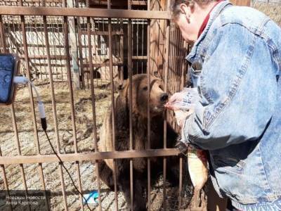 Псковский приют для животных ищет волонтеров для благоустройства вольеров