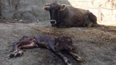 В центральной Грузии родился двуглавый теленок
