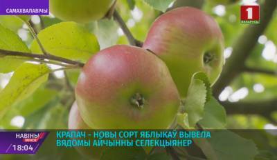 "Крапач" - новый сорт яблок вывела известный отечественный селекционер