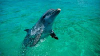 Собаке удалось догнать дельфина в море — видео