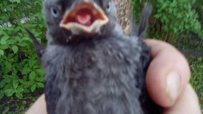 В "Кошкиспасе" рассказали о вопросе "жизни и смерти" для птиц