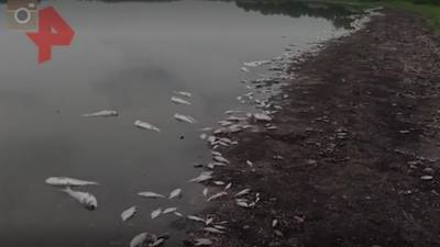 В реке Краснодарского края зафиксировали массовую гибель рыбы