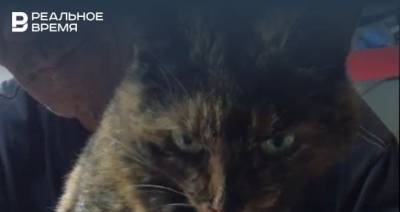 Стало известно, как поживает кошка-наркокурьер из менделеевской колонии в РТ — видео
