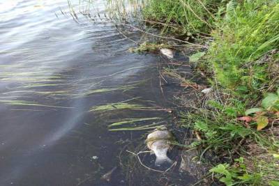 Жители Щекинского района жалуются на гибель рыбы