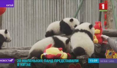 20 маленьких панд представили в Китае