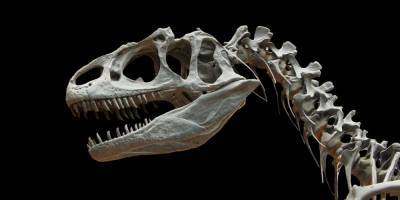 Зубы жившего 74 миллиона лет назад млекопитающего найдены в Чили