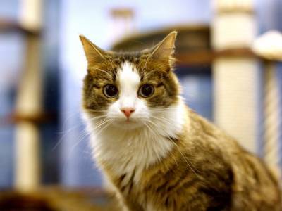 Галантный кот из Китая произвел фурор в Сети
