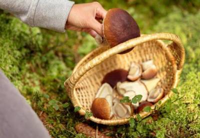 Как не отравится грибами — главные правила и меры предосторожности