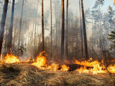 Спасатели в ходе тушения лесного пожара в "серой зоне" на Донбассе обнаружили боеприпасы