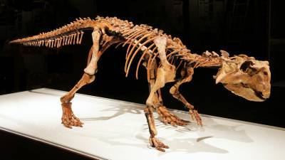 «Эволюция органического мира»: российский палеонтолог — о страусах-гигантах, динозаврах и пещерных гиенах в Крыму