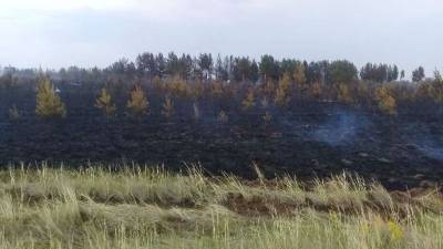 В Павлодарской области лесной пожар, который произошёл из-за грозового разряда, ликвидировали