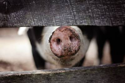 Порядка 400 свиней погибли при пожаре на ферме в Германии
