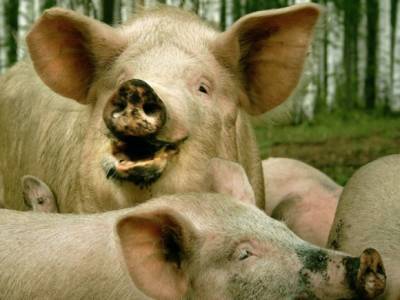 На ферме в Германии заживо сгорели почти 400 свиней