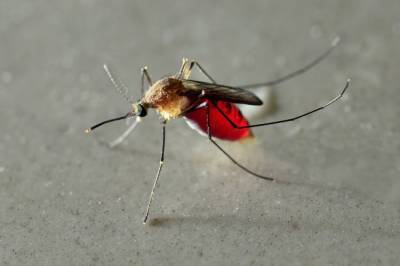 Американские США разрабатывают вакцину от малярии из комариной слюны