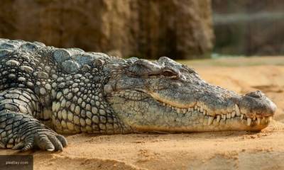 Ученые обнаружили крокодила, который ходил на двух лапах