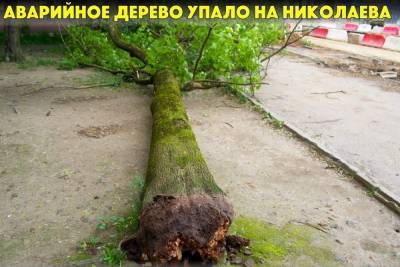На Николаева в Смоленске рухнуло аварийное дерево