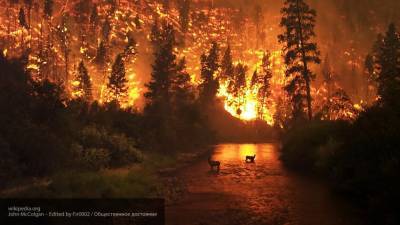 Спасатели ликвидировали лесной пожар в Грузии