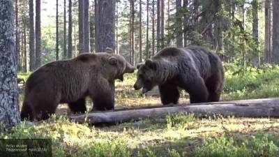 Два медведя пробрались на кладбище в ЯНАО