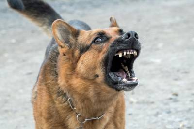 Собаки загрызли жительницу Брянска во дворе многоэтажки