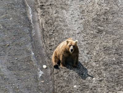 В Коми и ЯНАО медведи гуляют по кладбищам и дачам
