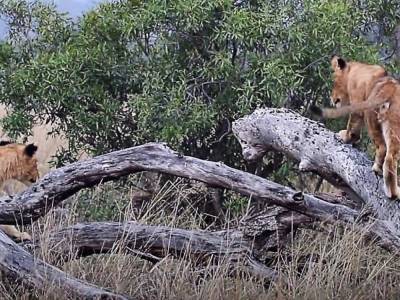 Любопытные львята устроили аттракцион на поваленном дереве