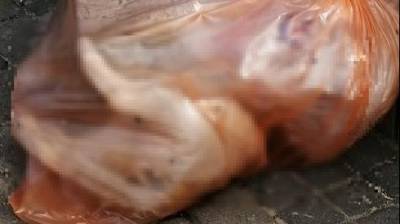 Жительница Ришон ле-Циона обнаружила у мусорного бака пакет с телом собаки