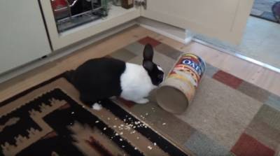 Кролик "сходит с ума" по овсянке – видео