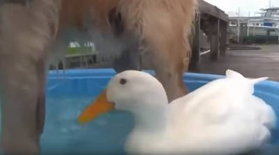 Друзья навеки: собака с уткой вместе принимают ванну - видео