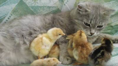 "Чужих детей не бывает": кошка нянчится с цыплятами – видео