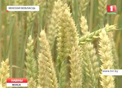 Южные районы Минской области начинают уборку зерновых