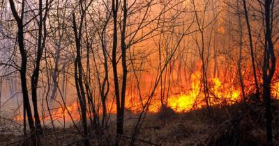 Три лесных пожара площадью 57 га тушат в ХМАО