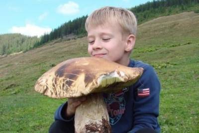 В Закарпатской области нашли гриб-гигант
