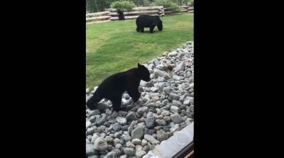 Девушку из Канады с утра разбудило семейство медведей – видео