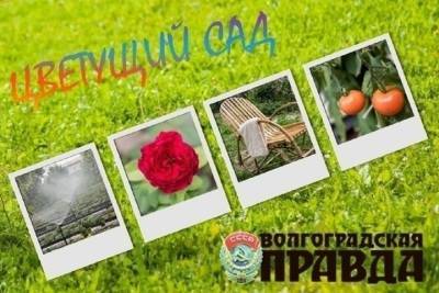 В Волгограде заканчивается прием фотографий на конкурс «Цветущий сад»