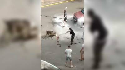 Огромный алабай набросился на женщину с собакой в центре Воронежа: появилось видео