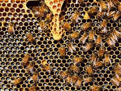 В Подмосковье создается первый племенной репродуктор по разведению пчел