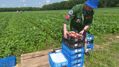 Сбор ягод и доставка еды. В Воронеже резко упало число летних вакансий для студентов