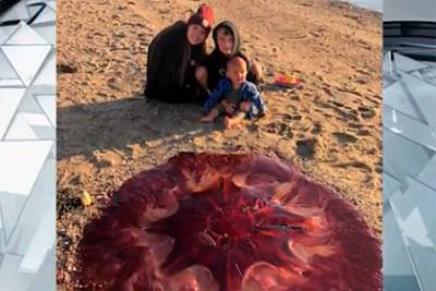 Самую крупную ядовитую медузу в мире вынесло на полный людей пляж
