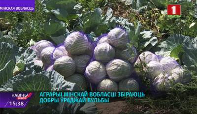 Аграрии Минской области заготавливают сезонные фрукты и овощи