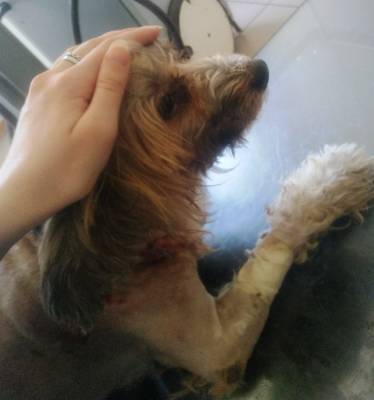 В Воронеже нападение алабая на женщину и её собаку сняли на видео