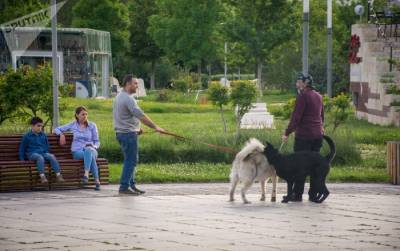Домашние собаки в Грузии стали меньше заражаться бешенством