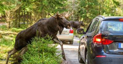 При попытке не столкнуться с лесным животным три машины столкнулись между собой