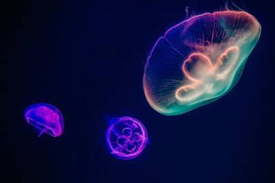 В США на многолюдный пляж выбросило самую крупную ядовитую медузу в мире