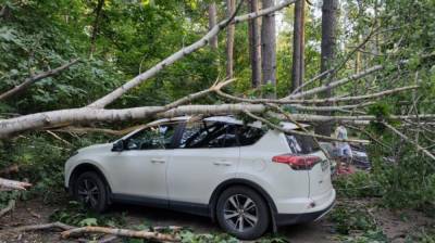 Воронежцы сообщили о 14 рухнувших во время бури деревьях