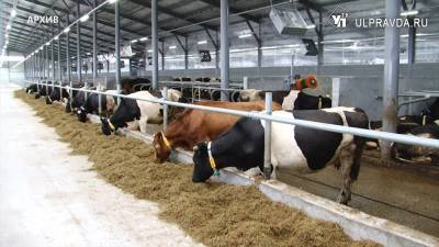 В Ульяновской области фермеры построят животноводческий комплекс и удвоят производство молока