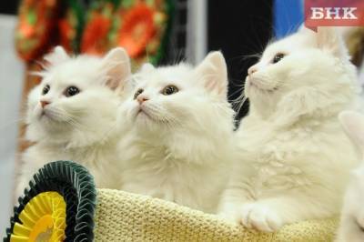 «СТС Медиа» судится с предпринимателями из Коми за «Трех котов»