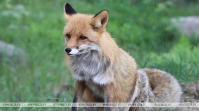 В поселке Зеленый Бор Ивацевичского района ввели карантин из-за бешеной лисы
