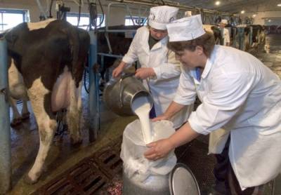 Такая корова нужна самому: экспорт молока идёт за счет внутреннего рынка