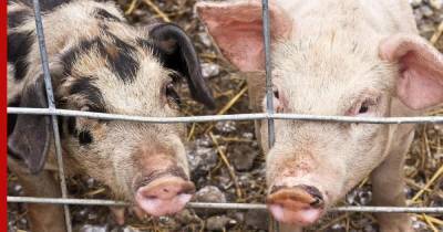 В Приморье зафиксированы новые случаи африканской чумы свиней - profile.ru - Китай - Приморье край - р-н Кировский